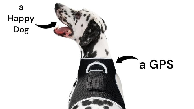 Broad GPS GSM Coverage Wireless Pet Tracking Collars for Hunting Dogs Size:XXL - Image 15