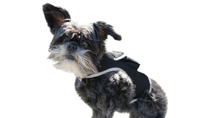Broad GPS GSM Coverage Wireless Pet Tracking Collars for Hunting Dogs Size:XXL - Image 18
