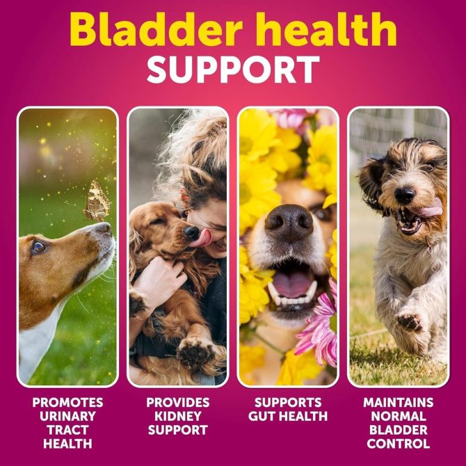 Dog UTI Treatment Cranberry Supplement Bladder Control for Dogs Urinary Tract Infection Incontinence Pill Bladder Stones UTI Medicine Treats 70 Soft Chews for Kidney Support with Fish Oil - Image 2