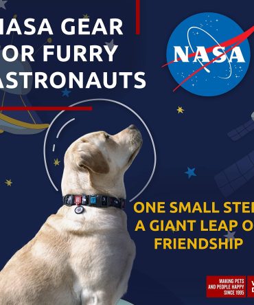 Nylon Dog Collar Adjustable 12-19 inch Neck x 1 inch Wide Dog Collar for Large Small Medium Dogs for Boy Girl Dog Collars with Durable Plastic Buckle