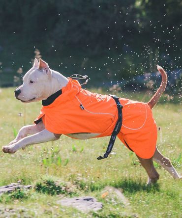 Dog Coats Small Waterproof,Warm Outfit Clothes Dog Jackets Small,Adjustable Drawstring Warm And Cozy Dog Sport Vest-(orange, size 2XL))