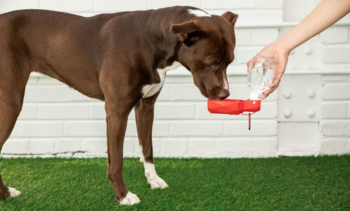 Water Bottle - Image 2