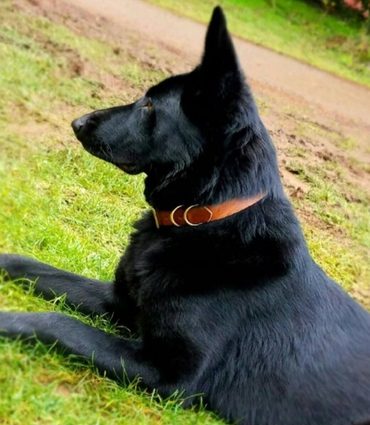 Leather Dog Collar - Classic