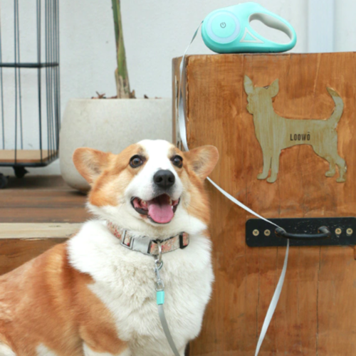 Automatic Retractable Lighting Dog Leash - Image 4