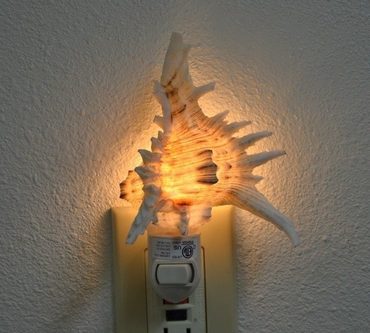 Brown Murex Seahell Shell Nightlight