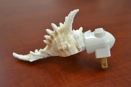 Brown Murex Seahell Shell Nightlight - Image 2