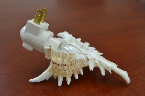 Brown Murex Seahell Shell Nightlight - Image 3