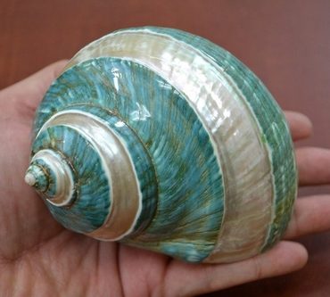 Green Banded Mother of Pearl Shell 4"