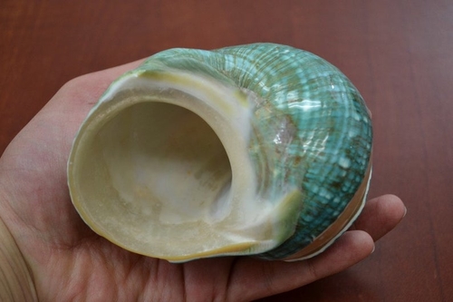 Green Banded Mother of Pearl Shell 4" - Image 2